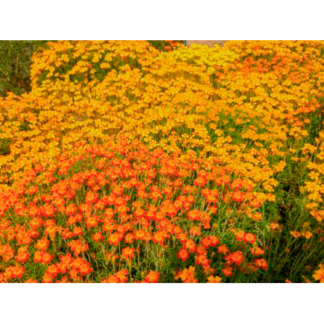 Appelsintagetes