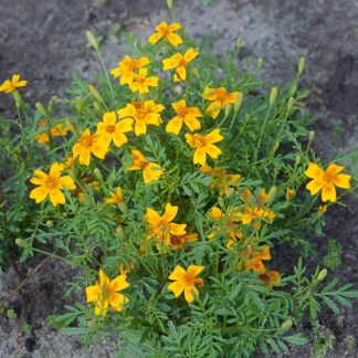 Appelsintagetes orange