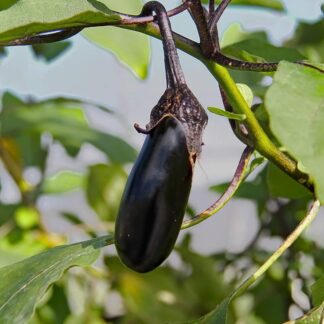 Aubergine