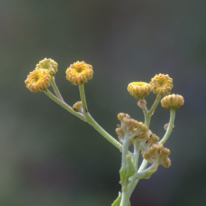 Balsam blomst