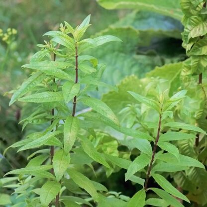 Citronverbena