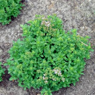 compact oregano