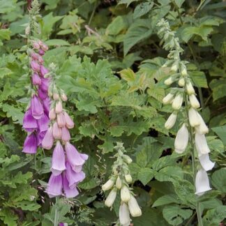 Fingerbøl Digitalis 