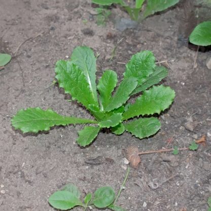 Giftsalat Lactuca virosa