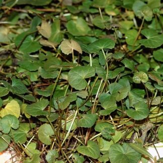 Gotu Kola