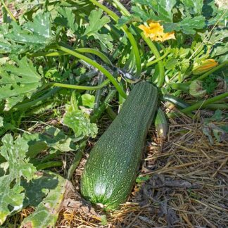 Groen Squash