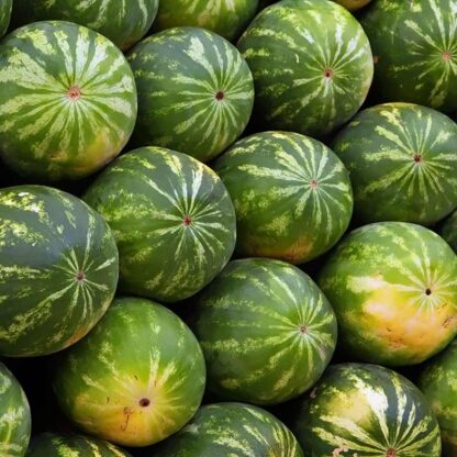 Honningmelon