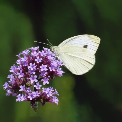 Kaempeverbena