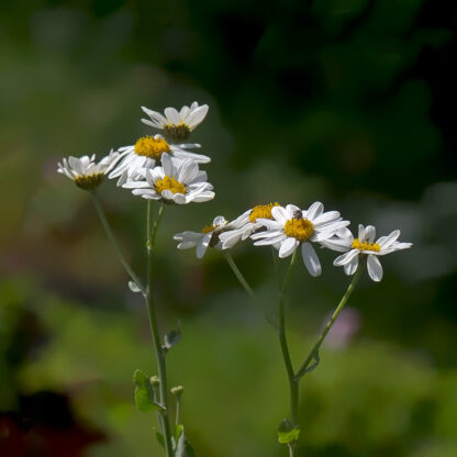 Kamferbalsam