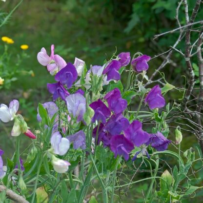 Lathyrus_etaarig