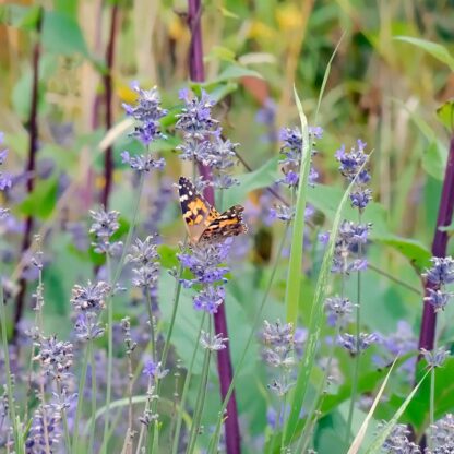 Lavendel