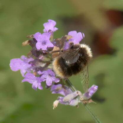 Lavendel med humlebi.