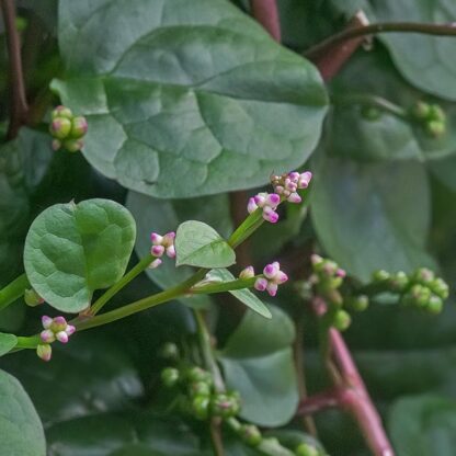 Malabarspinat Blomster