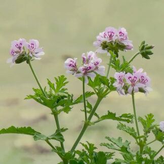 Oerepineplante Rosengeranie