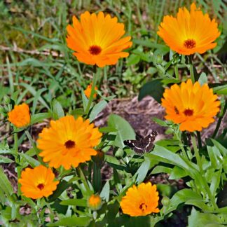 Orange Morgenfrue