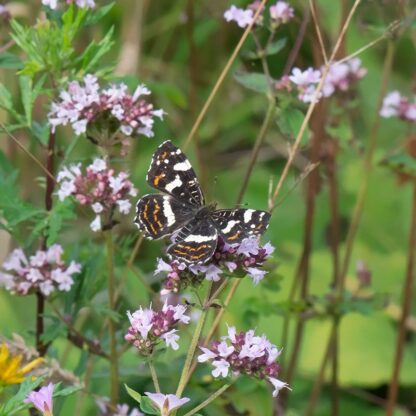 oregano