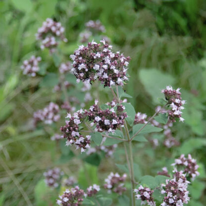 Oregano Almindelig Merian