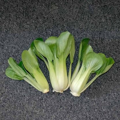 Pak choi Tatsoi