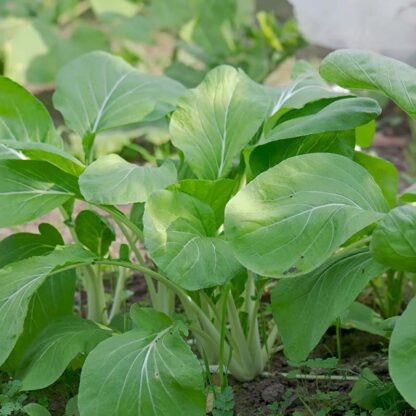 Pak choi taisai