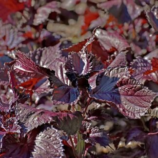 Perilla - Shiso