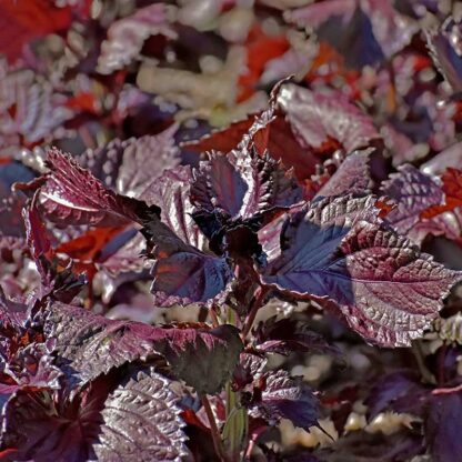 Perilla - Shiso