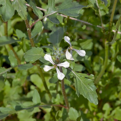 Rucola