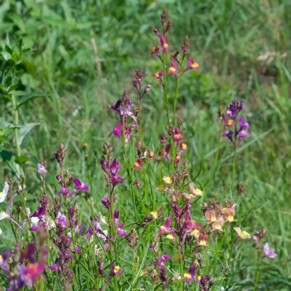 Sommerfugleblomst