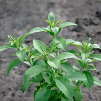 stevia sukkerplante