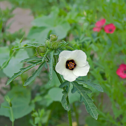 Timeviser hibiscus trionum