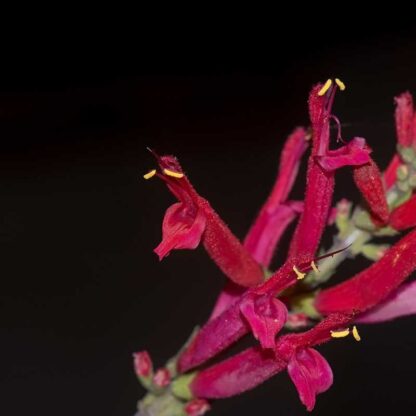 Ananassalvie, Salvia elegans.