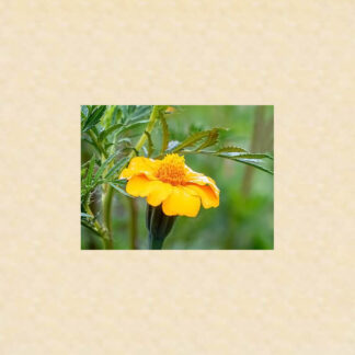 Vild Afrikansk Tagetes