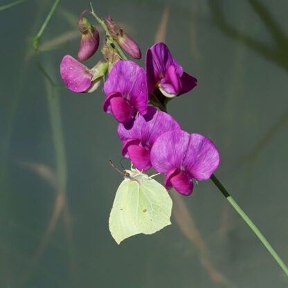 Fleraarig Lathyrus