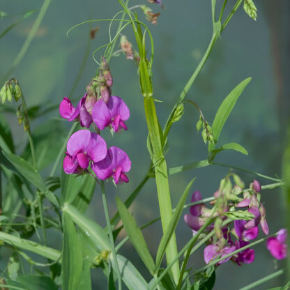 Lathyrus fleraarig