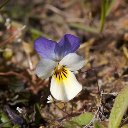 Vild Stedmoderblomst