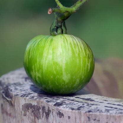 Tomat Green Zebra