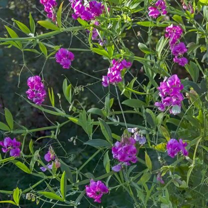 Flerårig lathyrus