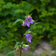 Campanula trachelium