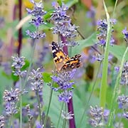 Lavendel med Tidselsommerfugl