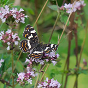 Oregano med Nældesommerfugl.