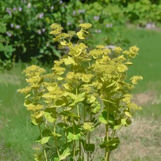 Lundgylden i blomst.