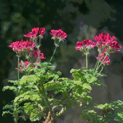 Red Flowered Rose geranie