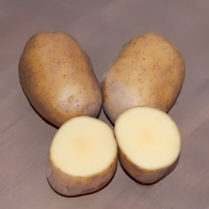 Læggekartoffel Glorietta