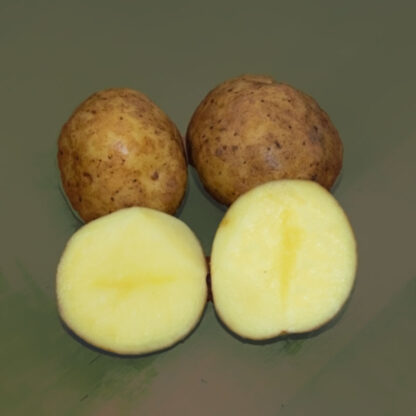 Læggekartoffel Twister